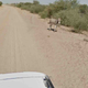 Illustration for article titled Did Google Kill This Donkey?